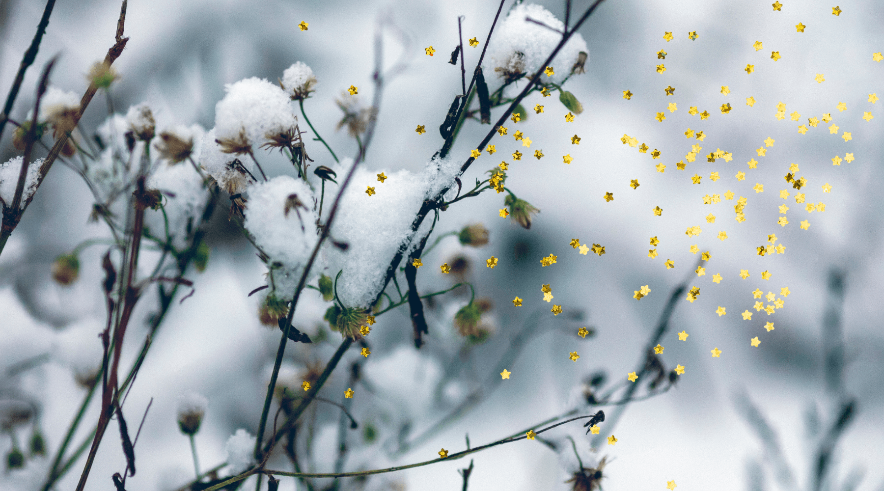 close-up photograph of plants in snow
