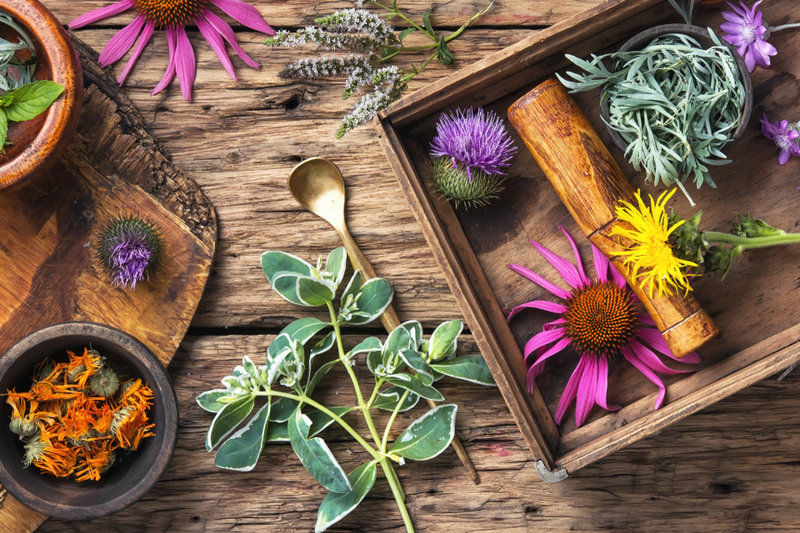 Herbalism with Molly McClellan