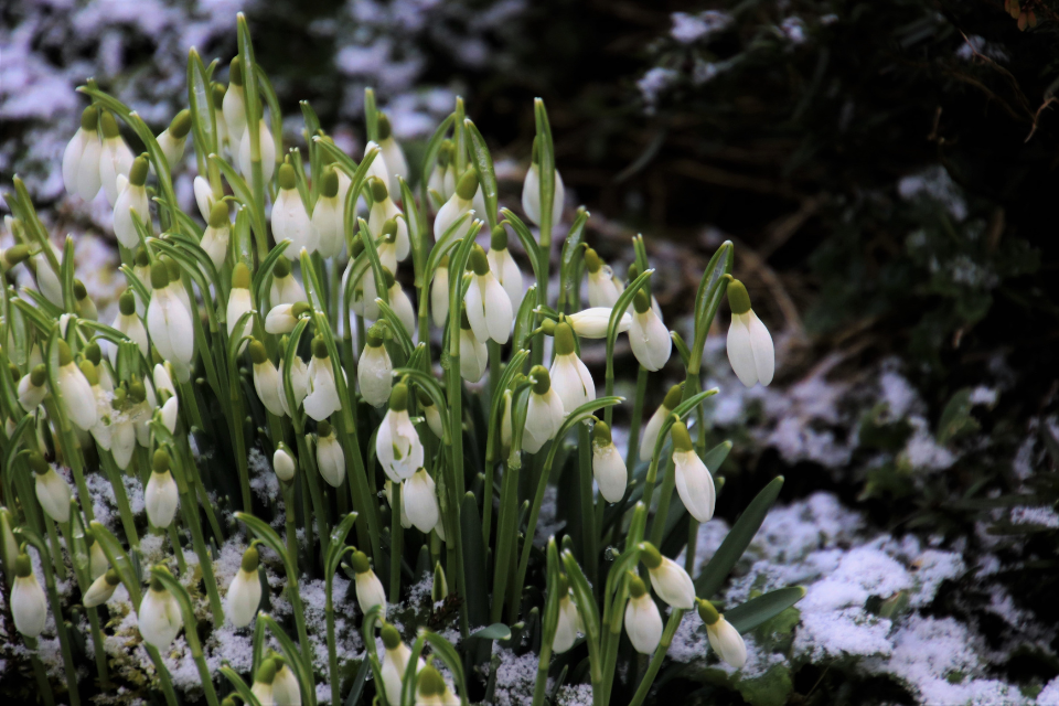 Imbolc: Celebrating the First Signs of Spring