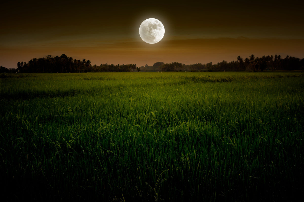 Full Moon in Aries: The Harvest Moon, Intuition & the Courage to Choose