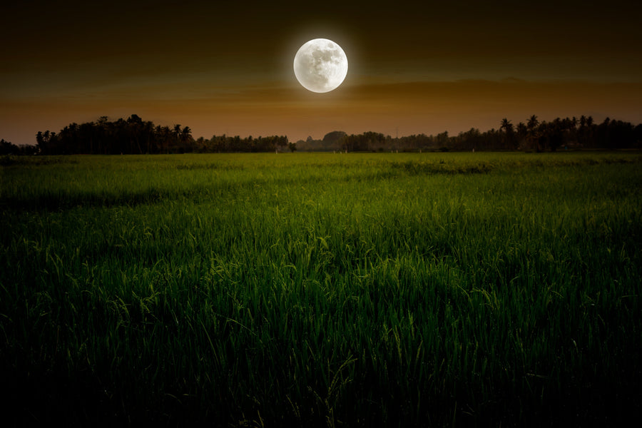 Full Moon in Aries: The Harvest Moon, Intuition & the Courage to Choose